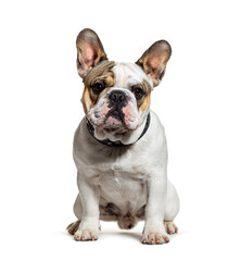 French Bulldog puppy sitting looking at camera, seven months old, isolated on white