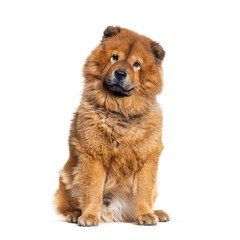Portrait of reddish coated Chow Chow dog sitting