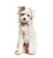 White Yorkie-Pom dog, isolated on white. mixedbreed Pomeranian and Yorkshire Terrier