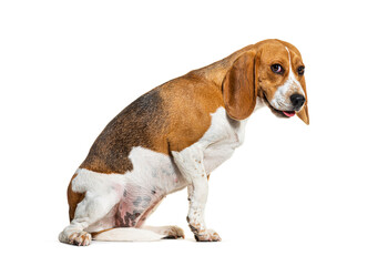 fearful Beagle dog upset making a face, fearful concept, isolated on white