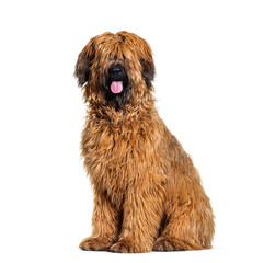 Panting Fawn Briard dog sitting in front, isolated on white