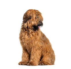 Panting Fawn Briard dog sitting in front, isolated on white