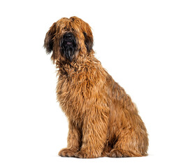 Panting Fawn Briard dog sitting in front, isolated on white