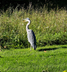 Gray heron, Ardea cinerea