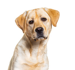 head shot of yellow Labrador dog facing at camera, isolated on white