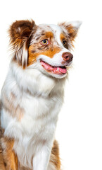 Profile Head shot portrait of a panting Red merle Australian shepherd dog, isolated on white