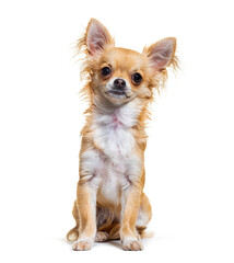 Beige chihuahua dog looking at camera sitting, isolated on white