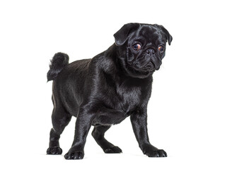 Black Pug dog standing in front and looking at the camera, isolated