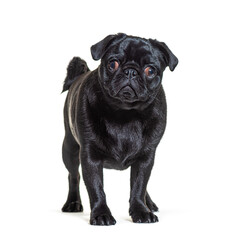 Black Pug dog standing in front and looking at the camera, isolated