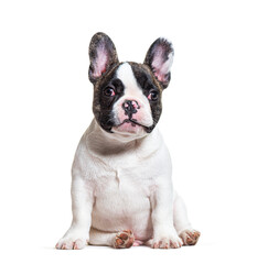 Fototapeta premium three months old puppy french bulldog sitting, isolated on white