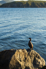 cormorant on rock