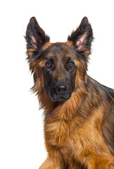 Close-up of Young German shepherd dog isolated on white