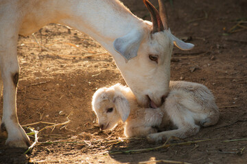 A goat licking its newborn baby