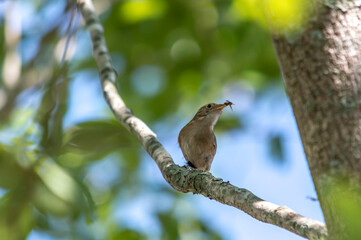 Little bird (Troglodytes musculus) on the branch of the tree .