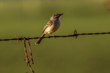 A little bird perched on a barbed wire fence, scientific name Serpophaga subcristata.