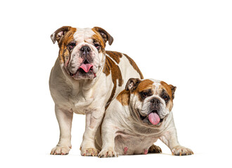Two English Bulldogs sitting together in front of white background