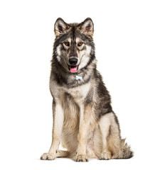 Sitting Northern Inuit Dog panting, looks like a wolf, isolated on white