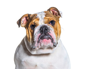 English Bulldog portrait in front of a white background