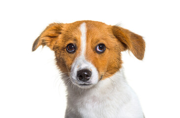Head shot of puppy Border Jack, Young Mixed breed dog between a border collie and a jack russel