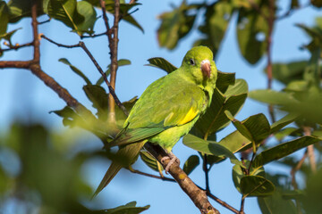 Obraz premium A green bird among the foliage of the tree, scientific name Brotogeris chiriri