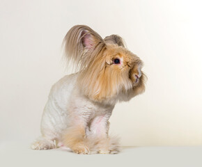 groomed Angora rabbit looking at the camera, isolated on white