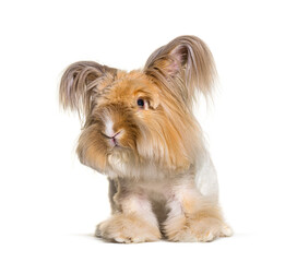 groomed Angora rabbit looking at the camera, isolated on white