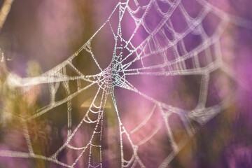 Spider web with dew drops on the purple heather