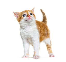 Obraz premium Looking up Kitten Mixed-breed cat ginger and white, Isolated on white