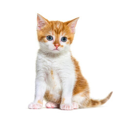 Kitten Mixed-breed cat ginger and white, Isolated on white