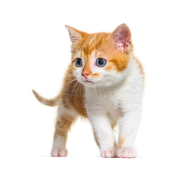 Kitten Mixed-breed cat ginger and white, Isolated on white
