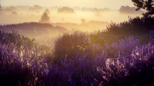 Early morning landscape with trees, fog, heather and upcoming sun © fotografiecor