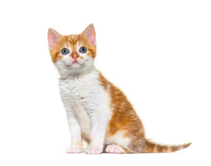 Kitten Mixed-breed cat ginger and white sitting and looking up, Isolated on white