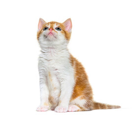 Looking up Kitten Mixed-breed cat ginger and white, Isolated on white