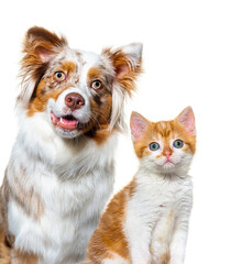 Head shot of a two pets, australian shepherd dog and Kitten cat mixed-breed