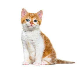 Obraz premium Kitten Mixed-breed cat ginger and white, Isolated on white