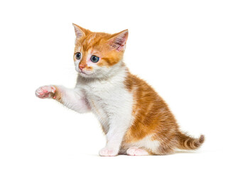 Kitten Mixed-breed cat ginger and white sitting and pawing, Isolated on white