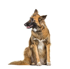 Mixedbreed dog between malinois and border collie, looking to side, panting, isolated
