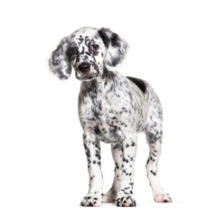 Standing Puppy english setter spotted black and white, two months old, Isolated