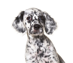 head shot portrait puppy english setter dog spotted black and white, two months old