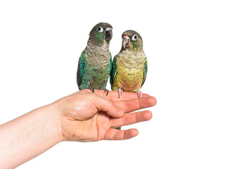two Green Conure birds hold on an human hand, isolated
