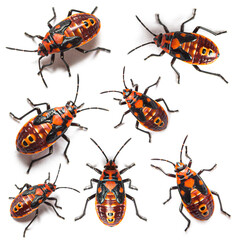 Nymph stage of seed bug, Spilostethus pandurus, a Lygaeinae specie, isolated on white
