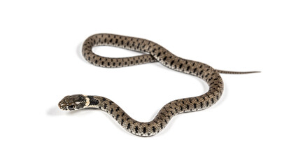 Grass snake, Natrix natrix, Isolated on white