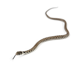 Naklejka premium Grass snake, Natrix natrix, Isolated on white
