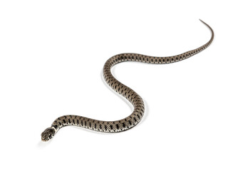 Grass snake crawling , Natrix natrix, Isolated on white