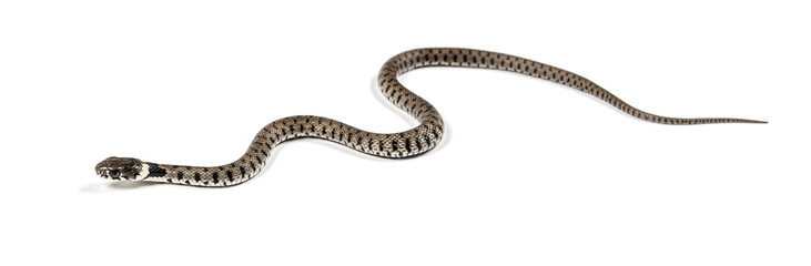 Grass snake, Natrix natrix, Isolated on white