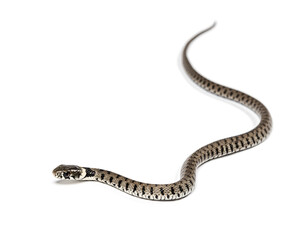 Grass snake, Natrix natrix, Isolated on white