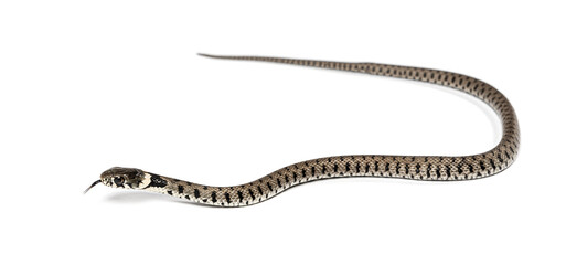 Grass snake, Natrix natrix, Isolated on white