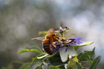 Abejorro alimentandose de la flor mar hermosa del litoral Santafesino, flor sudamericana. Passiflora caerulea, passionaria azul