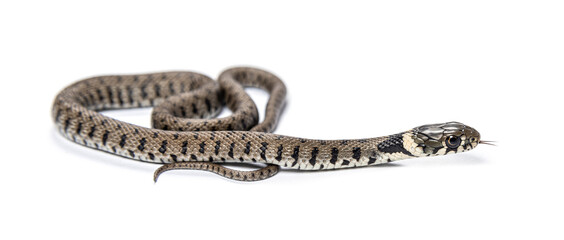 Grass snake, Natrix natrix, Isolated on white
