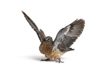 Young domestic pigeon falling out of the nest taking its first take off, learning to flight,...